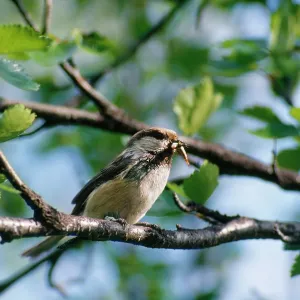 Siberian Tit - with insect in beak