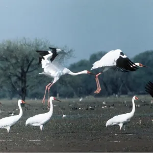 Siberian White / Great White / Asiatic White CRANE Siberian White / Great White / Asiatic White CRANE