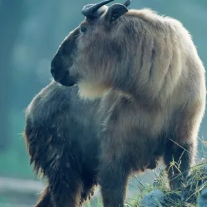 Sichuan TAKIN Sichuan TAKIN