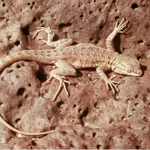 SIDE-BLOTCHED LIZARD - on desert flats below sea level
