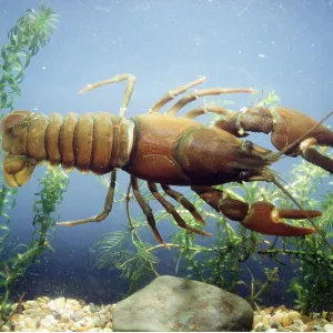 SIGNAL CRAYFISH
