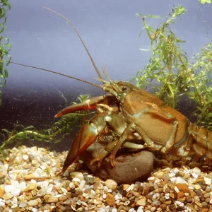 SIGNAL CRAYFISH - immature