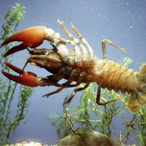 SIGNAL CRAYFISH (USA SPECIES)