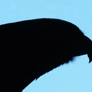 Silhouette of New Zealand Kaka Parrot