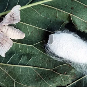 SILK MOTH & COCOON
