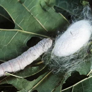SILK MOTH - LARVAE / CATERPILLAR AND COCOON