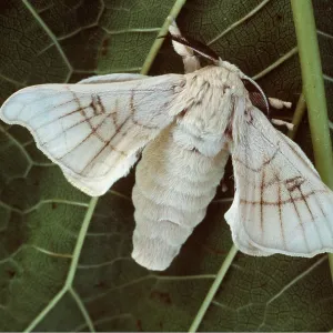 SILK MOTH - on leaf
