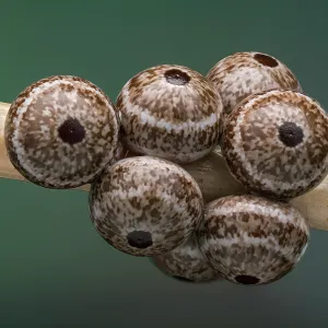 Silkworm Moth (Lemonia dumi) eggs of butterfly Silkworm Moth (Lemonia dumi) eggs of butterfly