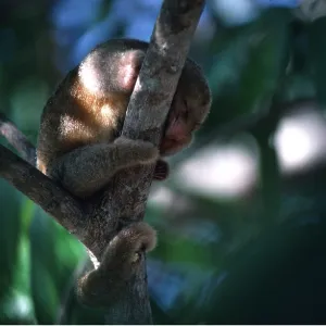 SILKY ANTEATER - in tree SILKY ANTEATER - in tree
