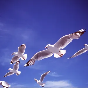 SILVER / Red-Billed GULL - FLOCK IN FLIGHT SILVER / Red-Billed GULL - FLOCK IN FLIGHT