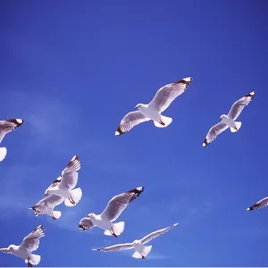 SILVER / Red-billed GULL - flock in flight SILVER / Red-billed GULL - flock in flight