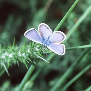Silver-studded Blue Butterfly Silver-studded Blue Butterfly