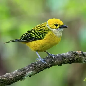 Silver-throated tanager, Tangara icterocephala Silver-throated tanager, Tangara icterocephala