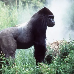 SILVERBACK GORILLA - male SILVERBACK GORILLA - male