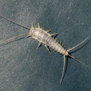 SILVERFISH SILVERFISH