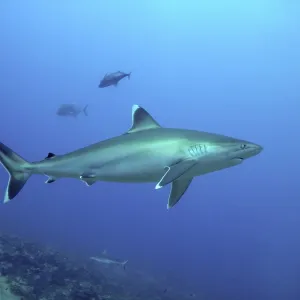 Silvertip Shark - potentially dangerous. Found Silvertip Shark - potentially dangerous. Found