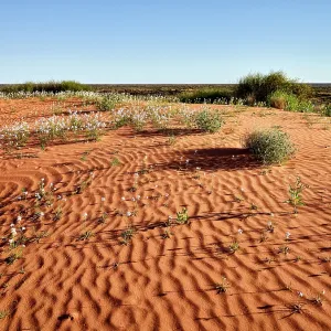 Simpson Desert - red sandy plain and dunes in flower Simpson Desert - red sandy plain and dunes in flower
