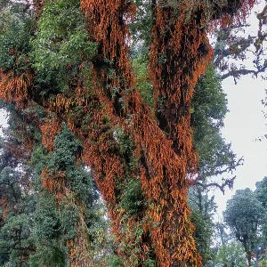 Singalila forest