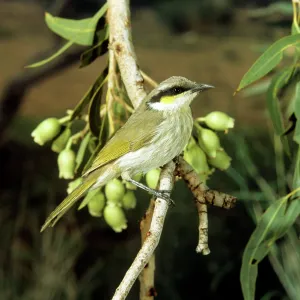 Singing Honeyeater Singing Honeyeater
