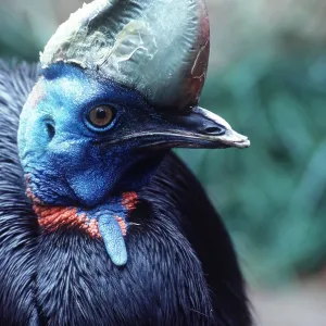 Single-wattled / Northern CASSOWARY - close-up of head