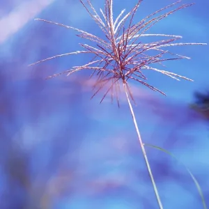 Siren Japanese Silvergrass Siren Japanese Silvergrass