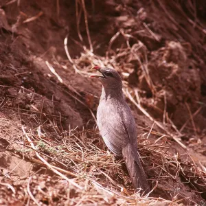SIRKEER MALKOHA - on ground SIRKEER MALKOHA - on ground