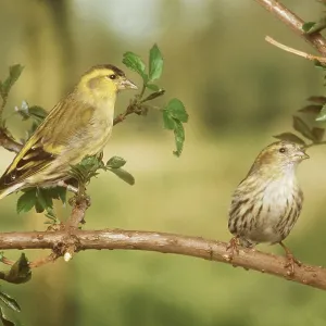 SISKIN - two on branch SISKIN - two on branch