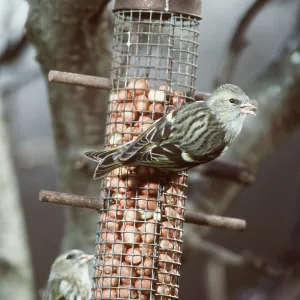 Siskins - At Bird Feeder