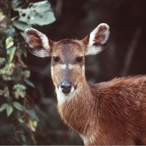 SITATUNGA / Marsh Buck SITATUNGA / Marsh Buck