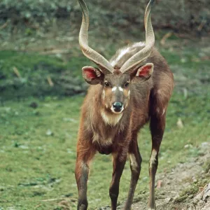 SITATUNGA / Marsh Buck - male SITATUNGA / Marsh Buck - male