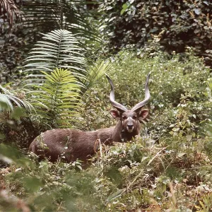 SITATUNGA / Marsh Buck - male, amongst foliage SITATUNGA / Marsh Buck - male, amongst foliage