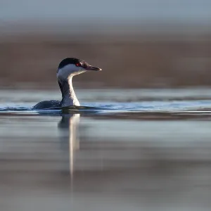 Slavonian Grebe - winter plumage Slavonian Grebe - winter plumage