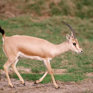 Slender-horned / Rhim / Sand Gazelle Slender-horned / Rhim / Sand Gazelle