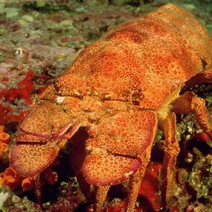 Slipper Lobster Slipper Lobster