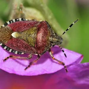 Sloe / Hairy Shieldbug Sloe / Hairy Shieldbug