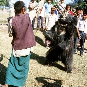 SLOTH BEAR - Captive. Dancing SLOTH BEAR - Captive. Dancing