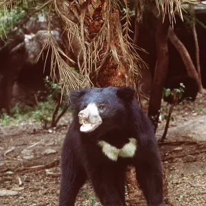 Sloth BEAR - standing on stone Sloth BEAR - standing on stone