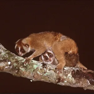 Slow LORIS - with baby Slow LORIS - with baby