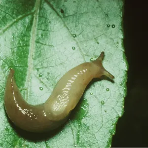 SLUG SLUG