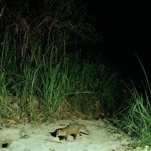 Small Indian Civet / Rasse / Lesser Indian Civet - at night Small Indian Civet / Rasse / Lesser Indian Civet - at night