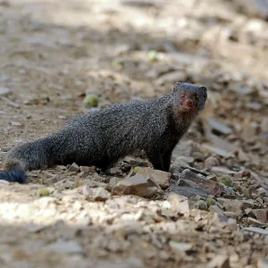 Small Indian Mongoose Small Indian Mongoose