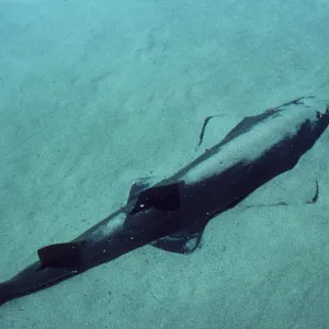 SMALL-TOOTH SAWFISH - partially buried in sand SMALL-TOOTH SAWFISH - partially buried in sand