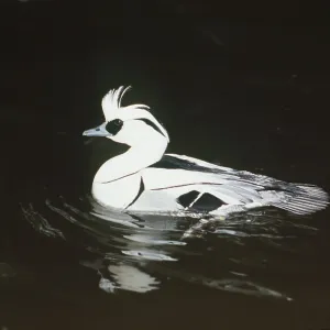 SMEW DUCK - swimming male SMEW DUCK - swimming male