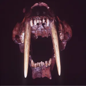 SMILODON / Sabre-Tooth Cat / TIGER - teeth SMILODON / Sabre-Tooth Cat / TIGER - teeth