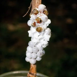 Snail - eggs hatching Snail - eggs hatching