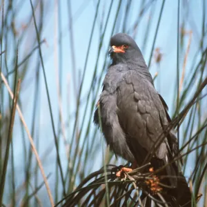 SNAIL KITE - Male in reeds SNAIL KITE - Male in reeds