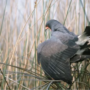 SNAIL KITE - Mating SNAIL KITE - Mating