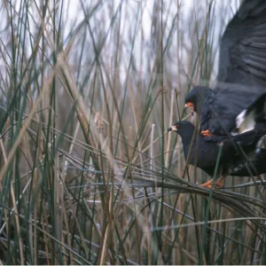 SNAIL KITE - mating in reeds SNAIL KITE - mating in reeds