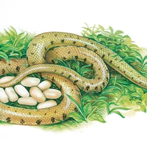 Snake and Eggs Snake and Eggs