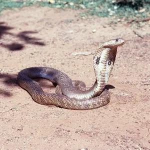 SNAKE - INDIAN COBRA SNAKE - INDIAN COBRA